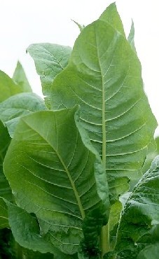 Nicotiana Tabacum Leaves